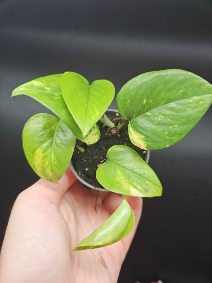 Epipremnum pinnatum 'Aureum' - Pothos