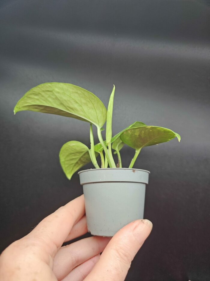 Epipremnum pinnatum 'Aureum' - Pothos – Image 2