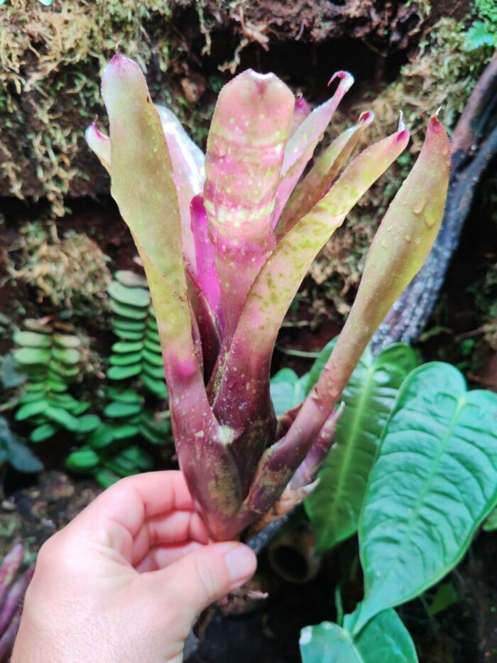 Neoregelia Midnight Marble