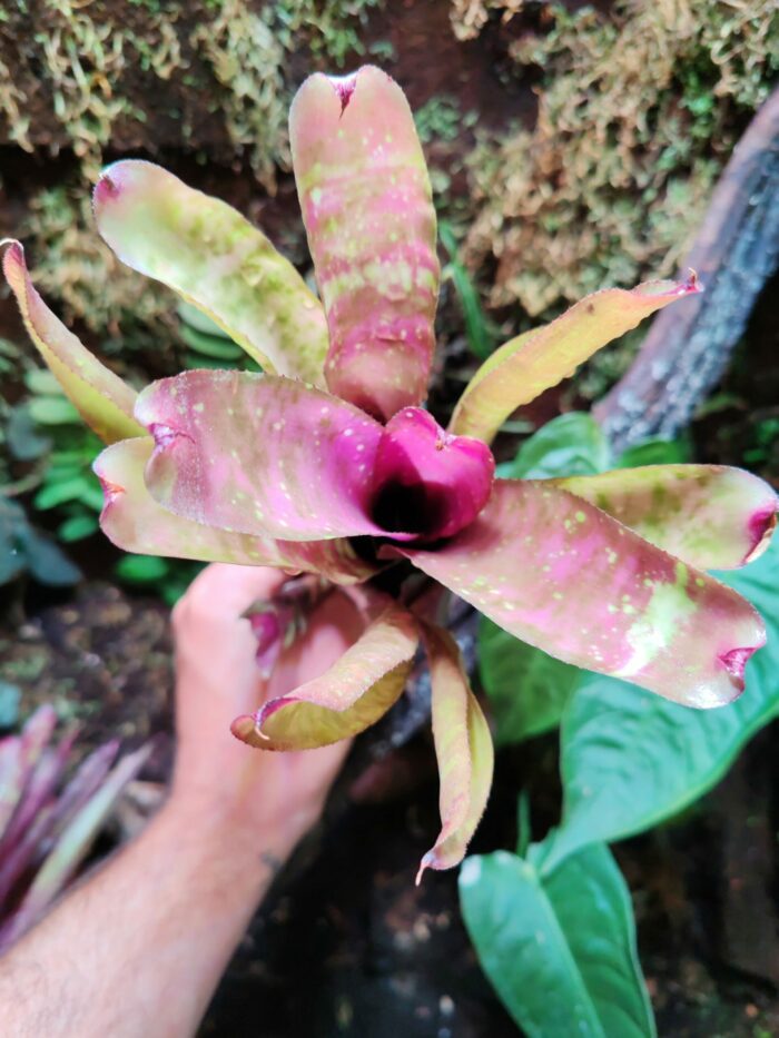 Neoregelia Midnight Marble – Image 2