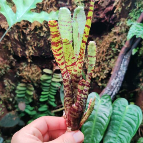 Neoregelia Tiger Cub