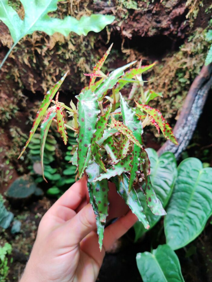 Begonia Amphioxus