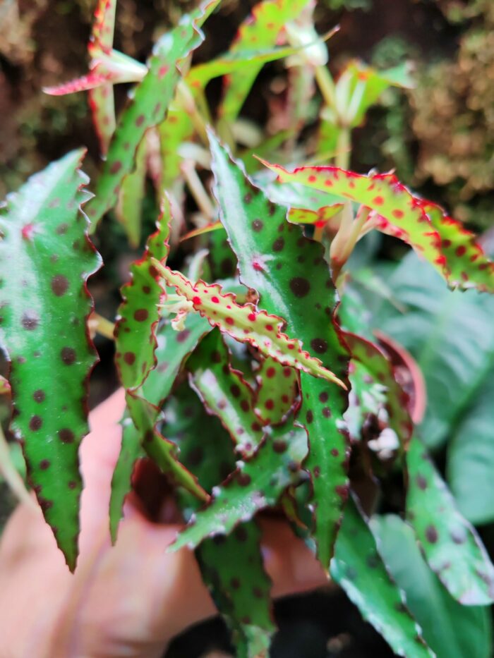 Begonia Amphioxus – Image 2