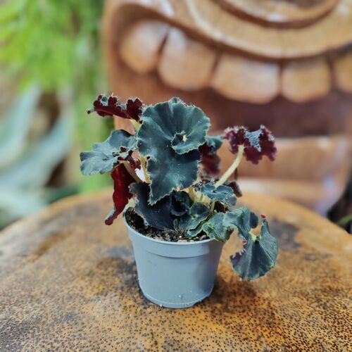 Begonia "halloween" black