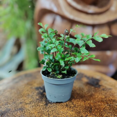 Fougère - Didymochlaena truncatula