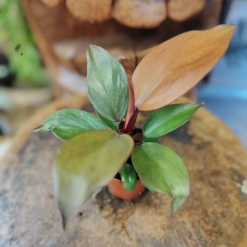 Baby Philodendron "Prince of Orange"