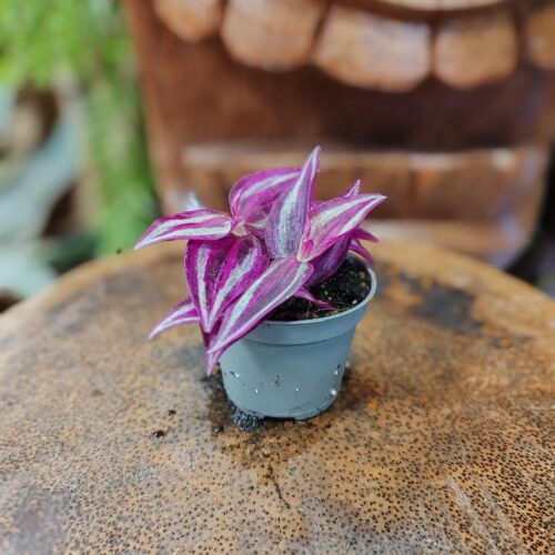 Tradescantia zebrina "Purple extrem"