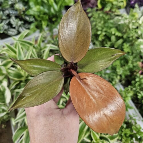 Baby Philodendron "Prince of Orange"