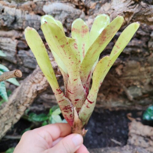 Neoregelia tigrina hybrid