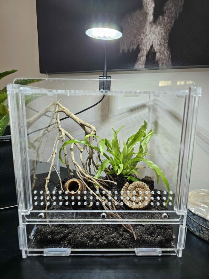 Petit éclairage pour terrarium en acrylique "LifeTarrium" – Image 4