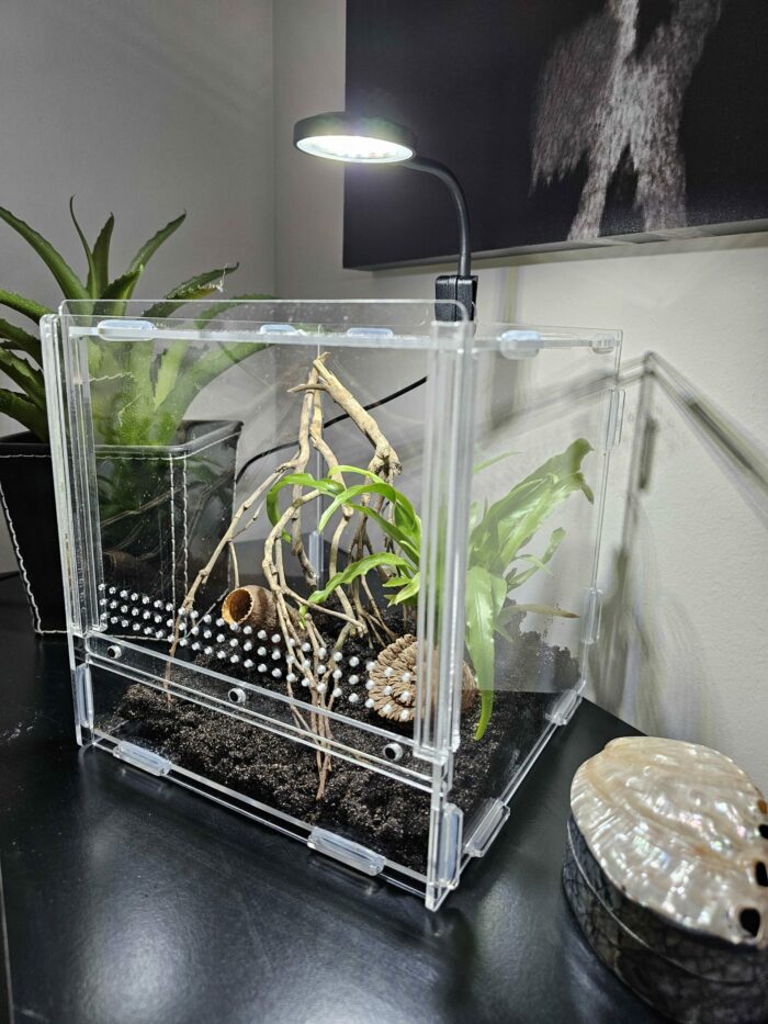 Petit éclairage pour terrarium en acrylique "LifeTarrium" – Image 2