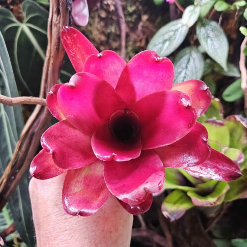 Neoregelia June Night