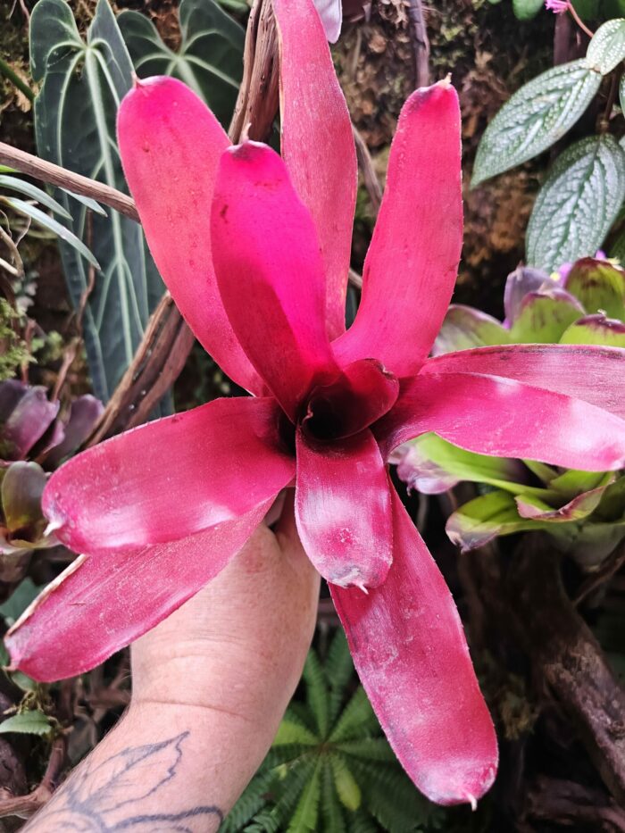 Neoregelia blushing red
