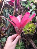 Neoregelia blushing red