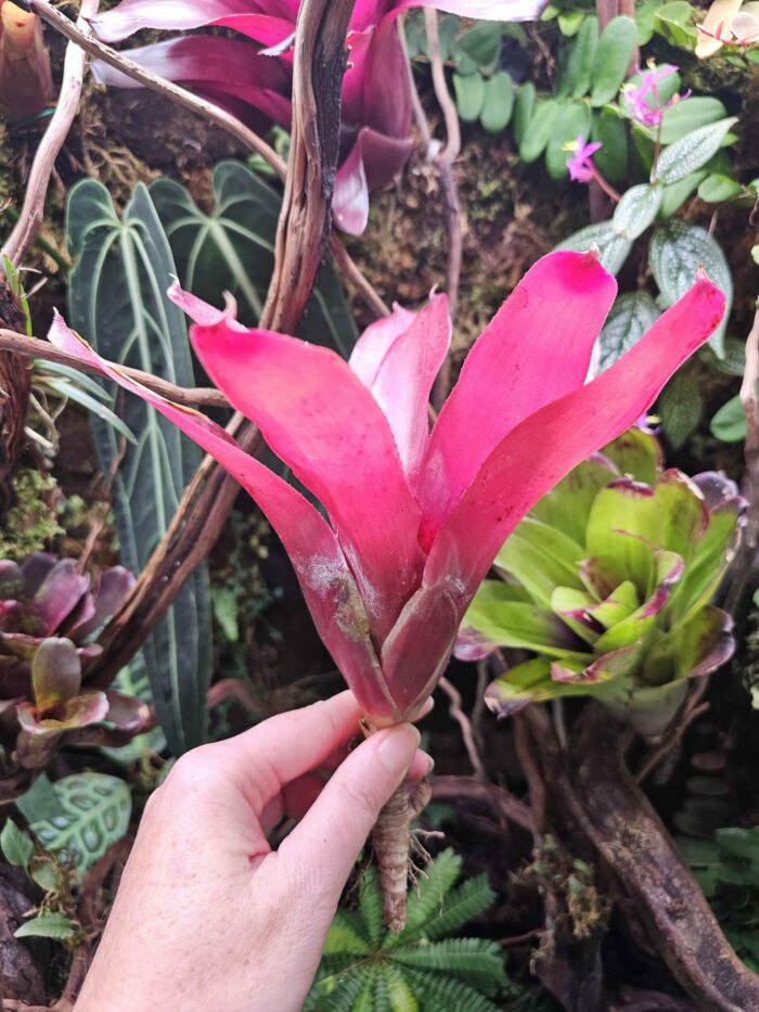 Neoregelia blushing red – Image 2