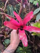 Neoregelia blushing red