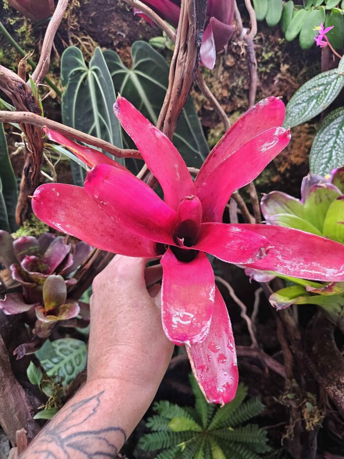Neoregelia blushing red – Image 3