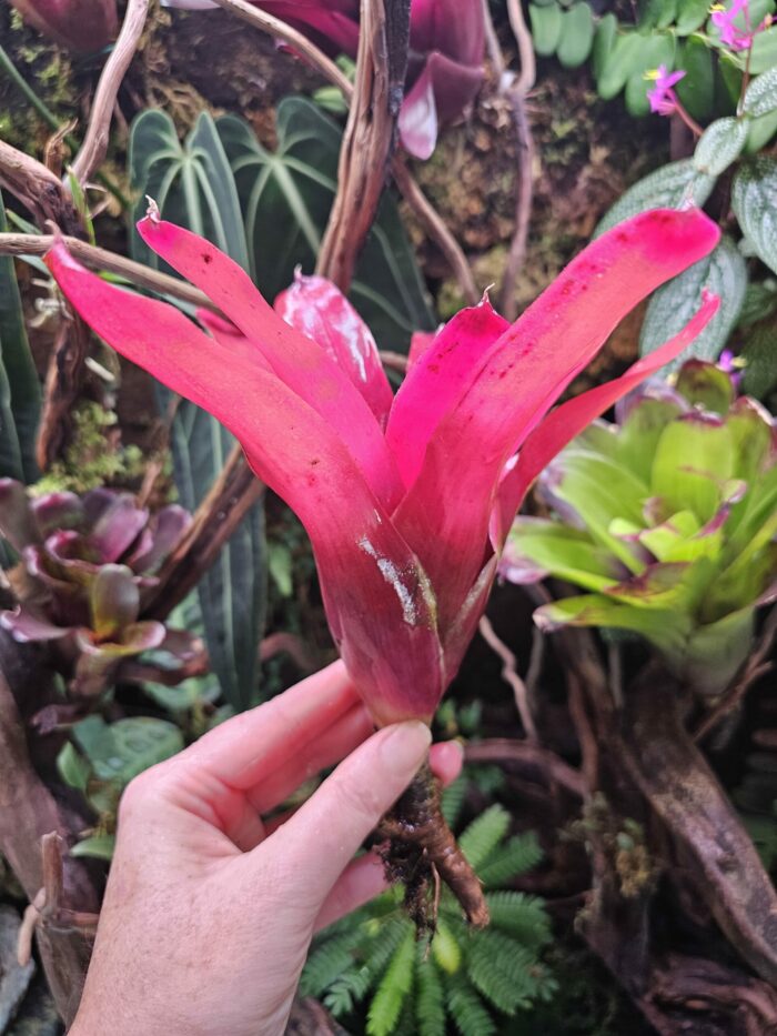 Neoregelia blushing red – Image 4