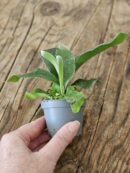 Baby Platycerium Bifurcatum "Fougère corne d'élan"