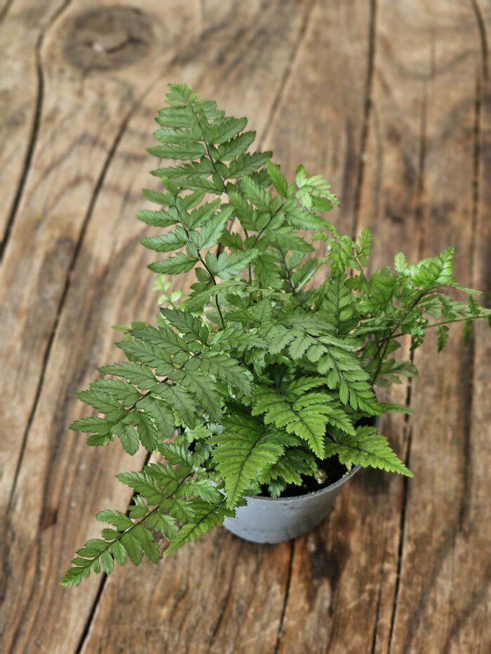Fougère - Polystichum tsus-simense – Image 4