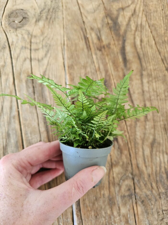 Fougère - Polystichum tsus-simense – Image 3
