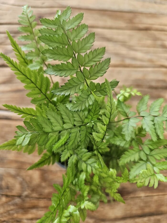 Fougère - Polystichum tsus-simense – Image 2