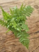 Fougère - Polystichum tsus-simense