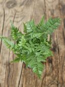 Fougère - Polystichum tsus-simense