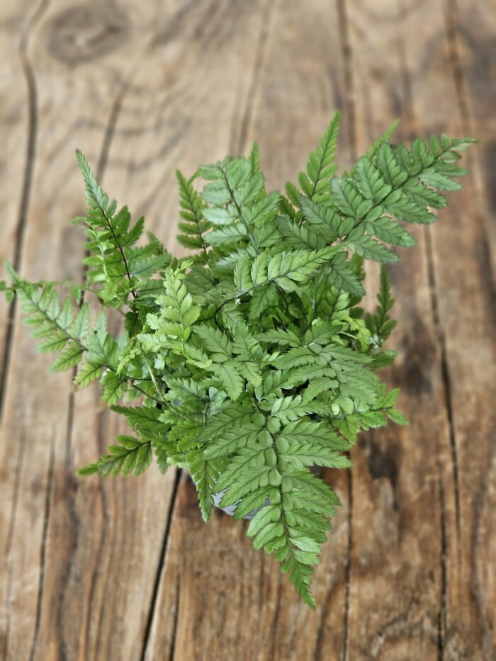 Fougère - Polystichum tsus-simense – Image 6