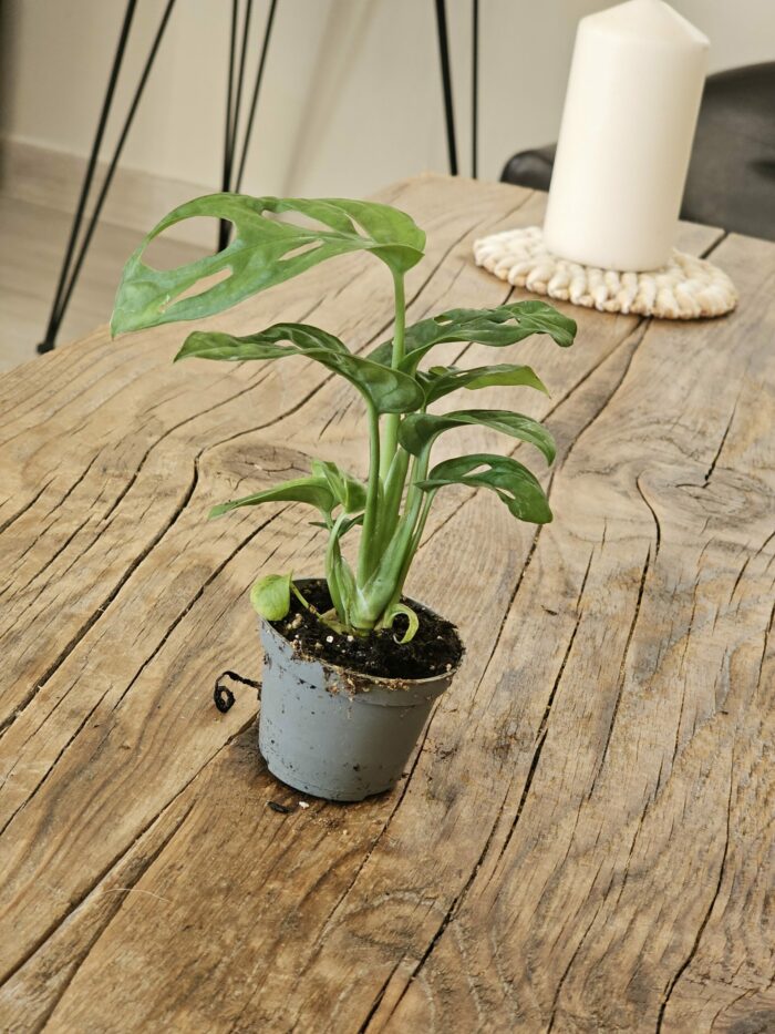 Baby "Monstera Andansonii" – Image 4