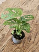 Baby "Monstera Andansonii"
