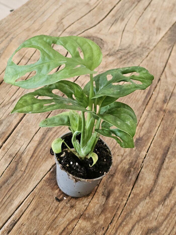 Baby "Monstera Andansonii" – Image 6