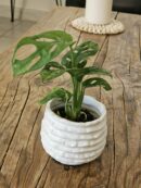 Baby "Monstera Andansonii"