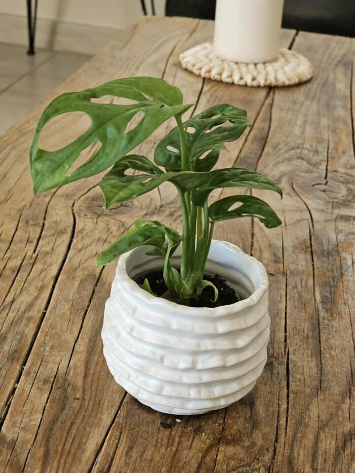 Baby "Monstera Andansonii" – Image 5