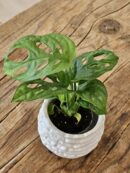 Baby "Monstera Andansonii"