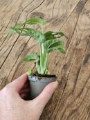 Baby "Monstera Andansonii"