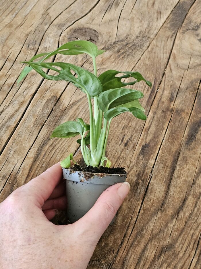 Baby "Monstera Andansonii" – Image 2