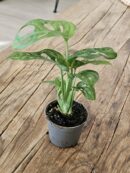 Baby "Monstera Andansonii"