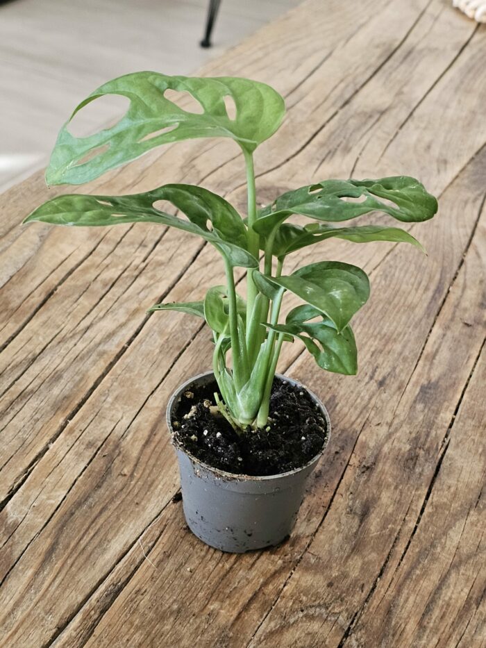 Baby "Monstera Andansonii"