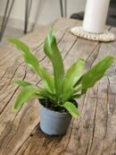 Fougère - Asplenium sp n°2