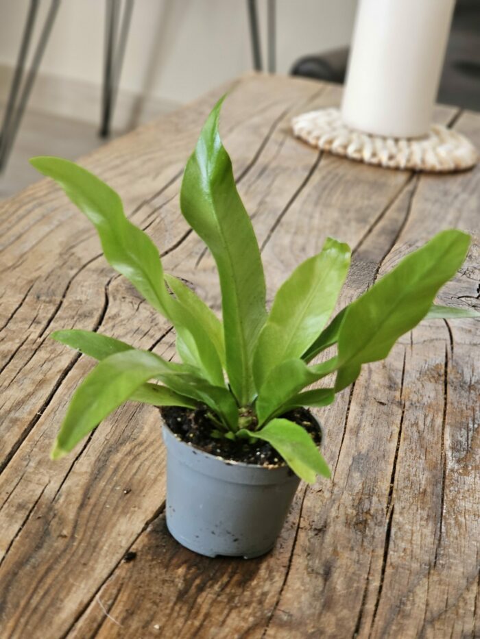 Fougère - Asplenium sp n°2 – Image 5