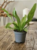 Fougère - Asplenium sp n°2