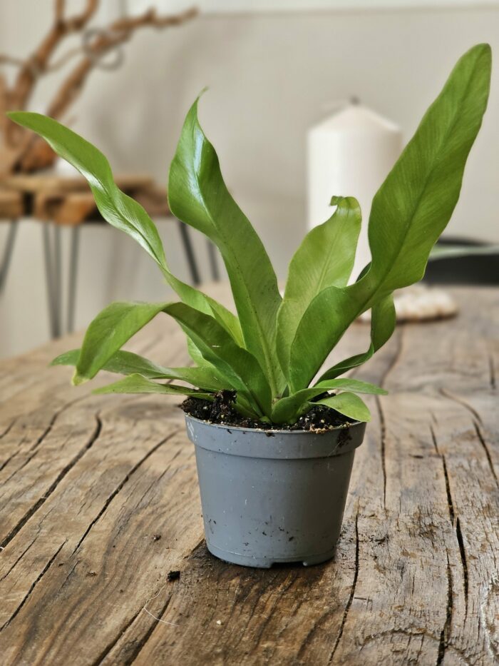 Fougère - Asplenium sp n°2 – Image 2
