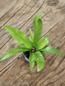 Fougère - Asplenium sp n°2