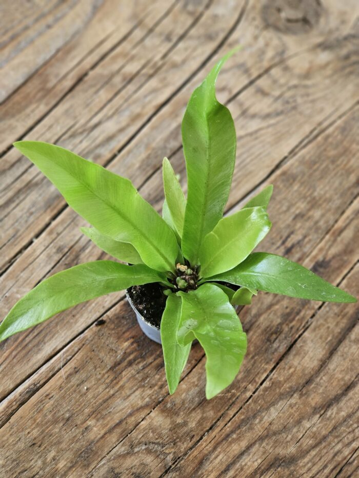 Fougère - Asplenium sp n°2 – Image 4