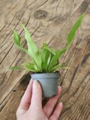 Fougère - Asplenium sp n°2
