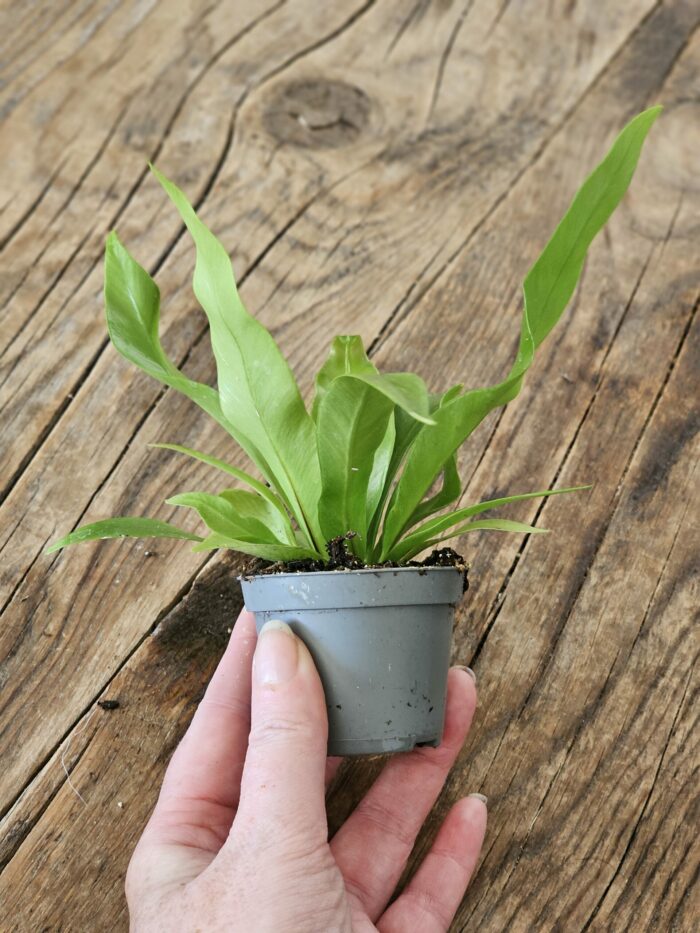 Fougère - Asplenium sp n°2 – Image 3