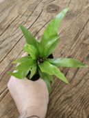 Fougère - Asplenium sp n°2