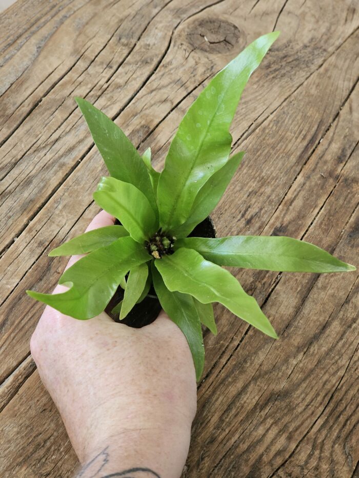 Fougère - Asplenium sp n°2