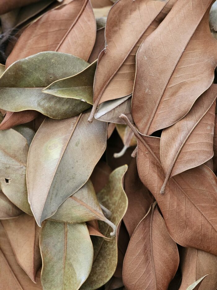 Feuilles de Magnolia - Box de 50 feuilles – Image 3